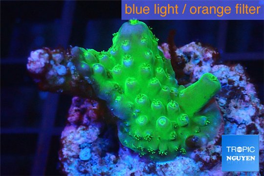 Acropora green & purple Fijii 2-3 cm WYSIWYG acclimaté