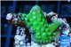 Acropora green & purple Fijii 2-3 cm WYSIWYG acclimaté