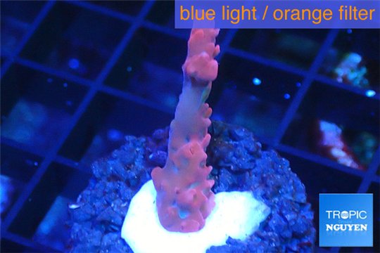 Acropora pink & white polyps Fijii 2-3 cm WYSIWYG acclimaté