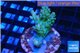 Acropora green golden blue tip Australia 3-4 cm WYSIWYG acclimaté