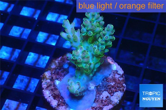 Acropora green golden blue tip Australia 3-4 cm WYSIWYG acclimaté
