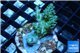 Acropora green golden blue tip Australia 3-4 cm WYSIWYG acclimaté
