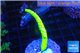 Acropora full neon green 4-5 cm WYSIWYG acclimaté
