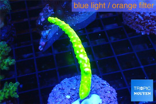 Acropora full neon green 4-5 cm WYSIWYG acclimaté