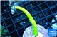 Acropora full neon green 4-5 cm WYSIWYG acclimaté