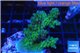 Acropora green blue Australia 4-5 cm WYSIWYG acclimaté