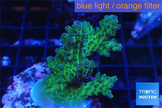 Acropora green blue Australia 4-5 cm WYSIWYG acclimaté
