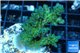 Acropora green blue Australia 4-5 cm WYSIWYG acclimaté