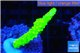 Acropora full neon green 4-5 cm WYSIWYG acclimaté