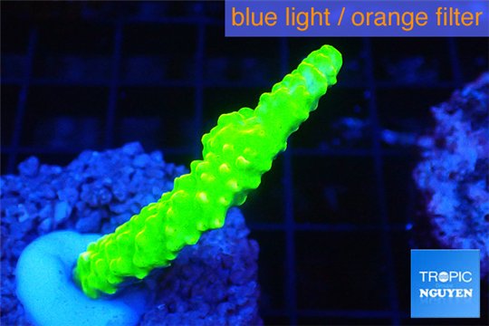 Acropora full neon green 4-5 cm WYSIWYG acclimaté