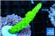 Acropora full neon green 4-5 cm WYSIWYG acclimaté