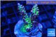 Acropora green pink Australia 4-5 cm WYSIWYG acclimaté