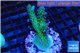 Acropora green blue Australia 3-4 cm WYSIWYG acclimaté