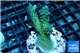 Acropora green blue Australia 3-4 cm WYSIWYG acclimaté