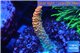 Acropora sunset pink toxic green polyps 2-3 cm WYSIWYG acclimaté