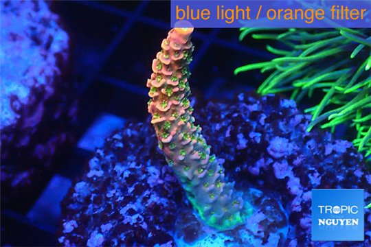 Acropora sunset pink toxic green polyps 2-3 cm WYSIWYG acclimaté