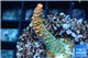 Acropora sunset pink toxic green polyps 2-3 cm WYSIWYG acclimaté