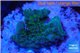 Acropora green blue Australia 2-3 cm WYSIWYG acclimaté
