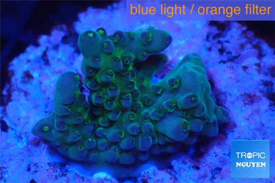 Acropora green blue Australia 2-3 cm WYSIWYG acclimaté