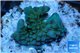 Acropora green blue Australia 2-3 cm WYSIWYG acclimaté