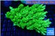 Acropora green & blue tip Australia premium 9-13 cm WYSIWYG acclimaté