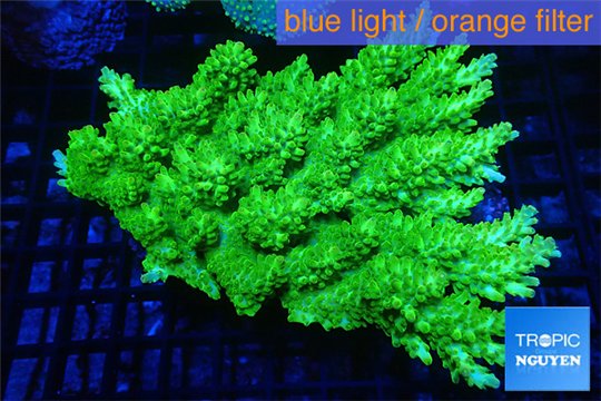 Acropora green & blue tip Australia premium 9-13 cm WYSIWYG acclimaté