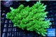 Acropora green & blue tip Australia premium 9-13 cm WYSIWYG acclimaté