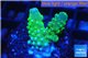 Acropora green & golden polyps Fijii 2-3 cm WYSIWYG acclimaté