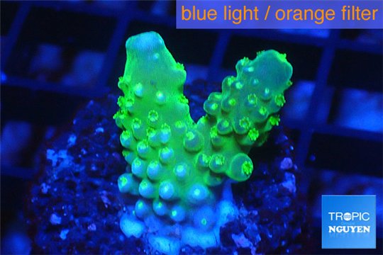 Acropora green & golden polyps Fijii 2-3 cm WYSIWYG acclimaté