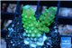 Acropora green & golden polyps Fijii 2-3 cm WYSIWYG acclimaté