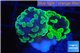 Euphyllia paraancora toxic green 2-4 cm WYSIWYG acclimaté