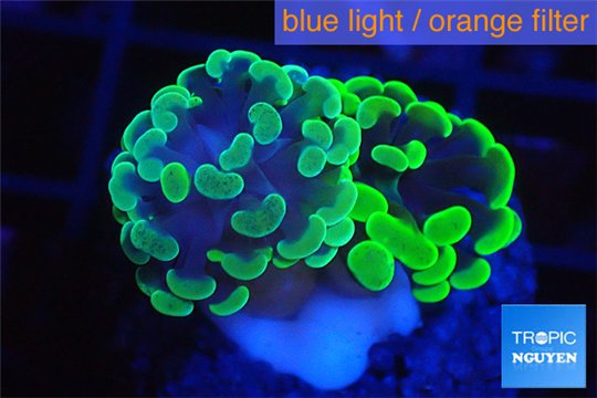 Euphyllia paraancora toxic green 2-4 cm WYSIWYG acclimaté