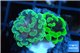 Euphyllia paraancora toxic green 2-4 cm WYSIWYG acclimaté