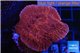 Montipora red purple polyps 3-4 cm WYSIWYG acclimaté