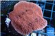 Montipora red purple polyps 3-4 cm WYSIWYG acclimaté