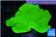 Montipora green cap 3-5 cm WYSIWYG acclimaté