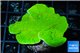 Montipora green cap 3-5 cm WYSIWYG acclimaté