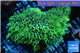 Pachyclavularia neon green 6-8 cm WYSIWYG acclimaté