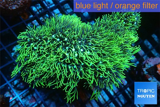 Pachyclavularia neon green 6-8 cm WYSIWYG acclimaté