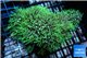 Pachyclavularia neon green 6-8 cm WYSIWYG acclimaté