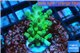 Acropora green blue tip Fijii 2-3 cm WYSIWYG acclimaté