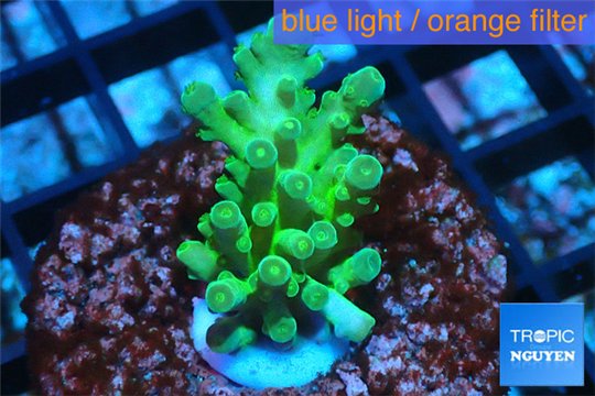 Acropora green blue tip Fijii 2-3 cm WYSIWYG acclimaté