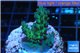 Acropora green blue Australia 3-4 cm WYSIWYG acclimaté