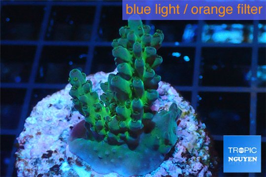 Acropora green blue Australia 3-4 cm WYSIWYG acclimaté