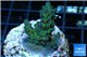 Acropora green blue Australia 3-4 cm WYSIWYG acclimaté