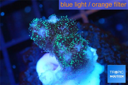 Pocillopora green & pink tip 2 cm WYSIWYG acclimaté