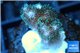 Pocillopora green & pink tip 2 cm WYSIWYG acclimaté