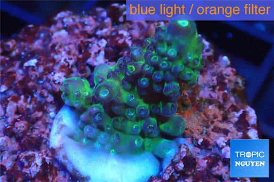 Acropora green blue Australia 3-4 cm WYSIWYG acclimaté