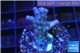 Acropora purple table Fijii 2-3 cm WYSIWYG acclimaté