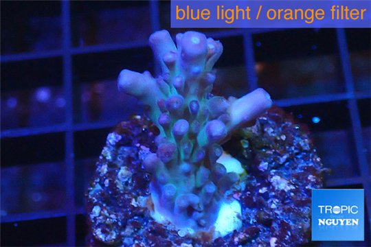 Acropora purple table Fijii 2-3 cm WYSIWYG acclimaté